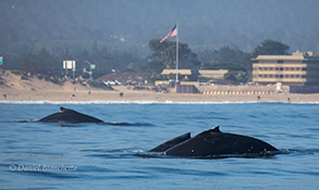 Humpback Whales near shore, photo by Daniel Bianchetta