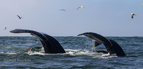 Humpback Whales tails, photo by Daniel Bianchetta