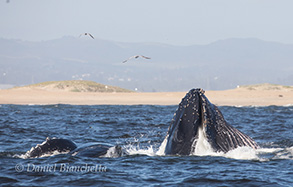 Lunge Feeding Humpback Whales, photo by Daniel Bianchetta