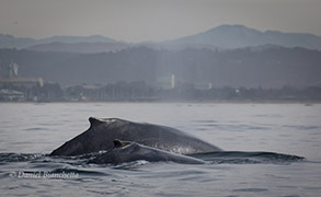 Humpback Whales mother and calf, photo by Daniel Bianchetta