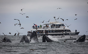 Humpback Whales lunge-feeding by the Blackfin, photo by Daniel Bianchetta
