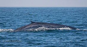 Juvenile Blue Whale, photo by Daniel Bianchetta