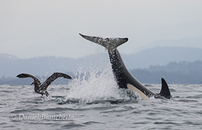 Killer Whale messing with a Black-footed Albatross, photo by Daniel Bianchetta