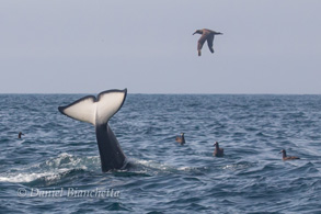 Killer Whale with Black-footed Albatrosses, photo by Daniel Bianchetta