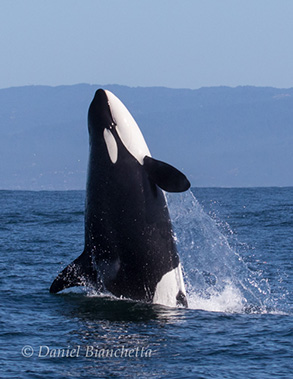 Killer Whale breach, photo by Daniel Bianchetta