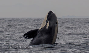 Killer Whale, photo by Daniel Bianchetta