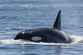 Killer Whale Matriarch, Emma, photo by Daniel Bianchetta