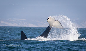Killer Whale (Fat Fin) tail throwing, photo by Daniel Bianchetta