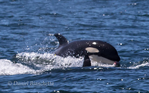 Killer Whales, note food in mouth, photo by Daniel Bianchetta