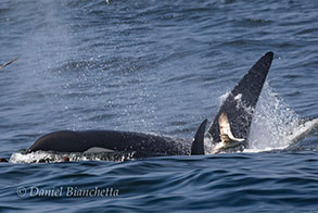 Killer Whale and a Northern Fulmar, photo by Daniel Bianchetta