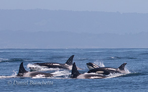 Pod of Killer Whales, photo by Daniel Bianchetta