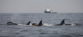 Killer Whales and the Rachel Carson, photo by Daniel Bianchetta