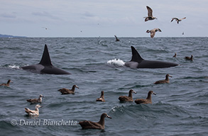 Killer Whales, Black-footed Albatross, and Gulls, photo by Daniel Bianchetta