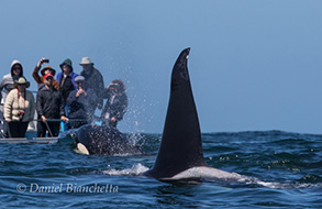 Killer Whales pass close by, photo by Daniel Bianchetta