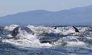 Killer Whales near Gray Whale, photo by Daniel Bianchetta