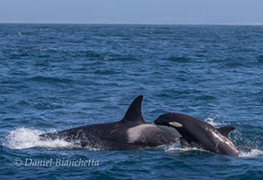 killer whales, mom and calf, photo by Daniel Bianchetta