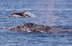 Pacific White-sided Dolphin and Gray Whale, photo by Daniel Bianchetta