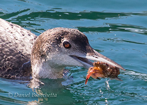 Loon eating a crab, photo by Daniel Bianchetta