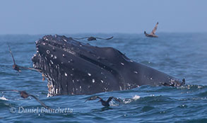 Lunge Feeding Humpback Whale, photo by Daniel Bianchetta