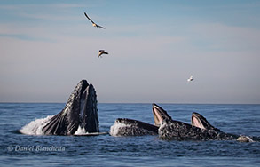Lunge-feeding Humpback Whales and Gulls, photo by Daniel Bianchetta