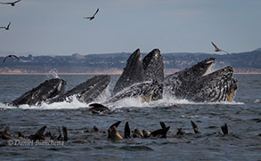 Lunge-feeding Humpback Whales and California Sea Lions, photo by Daniel Bianchetta