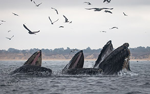 Lunge feeding Humpback Whales, photo by Daniel Bianchetta