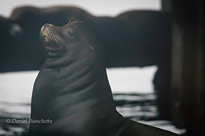Male California Sea Lion, photo by Daniel Bianchetta