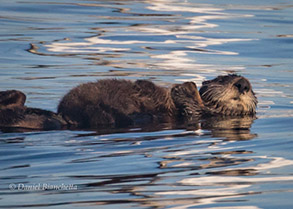 Mother and Pup Sea Otter, photo by Daniel Bianchetta
