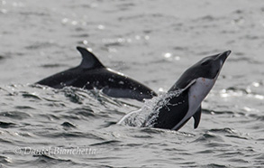 Northern Right Whale Dolphin and Pacific White-sided Dolphi, photo by Daniel Bianchetta