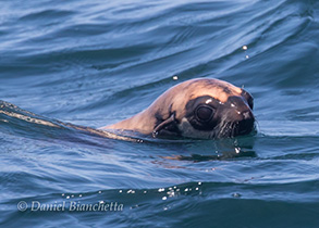 Northern Fur Seal , photo by Daniel Bianchetta