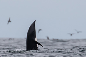 Spy hopping Northern Right Whale Dolphin, photo by Daniel Bianchetta