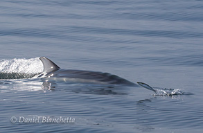 Pacific White-sided Dolphin and leaping Anchovie, photo by Daniel Bianchetta
