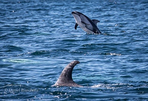 Pacific White-sided Dolphin and Risso's Dolphin, photo by Daniel Bianchetta