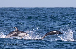Pacific White-sided Dolphin and Northern Right Whale Dolphin, photo by Daniel Bianchetta