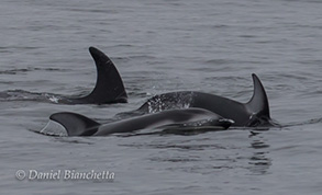 Pacific White-sided Dolphins and Risso's Dolphin, photo by Daniel Bianchetta
