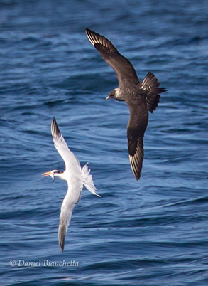 Elegant Tern with Anchovy, being chased by Parasitic Jaeger, photo by Daniel Bianchetta