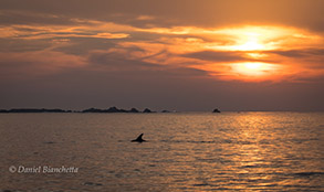 Risso's Dolphin at sunset, photo by Daniel Bianchetta