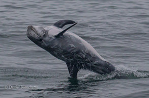 Risso's Dolphin back-breaching, photo by Daniel Bianchetta