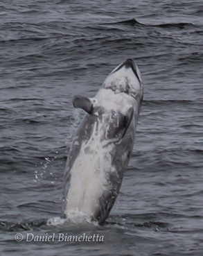 Risso's Dolphin breaching, photo by Daniel Bianchetta