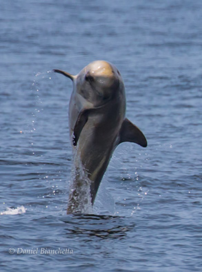 Breaching young Risso's Dolphin, photo by Daniel Bianchetta