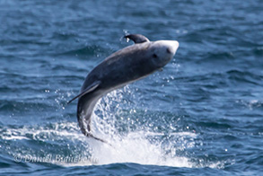 Risso's dolphin, photo by Daniel Bianchetta