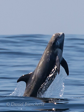 Risso's Dolphin , photo by Daniel Bianchetta
