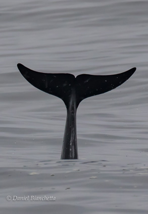 Risso's Dolphin Tail, photo by Daniel Bianchetta