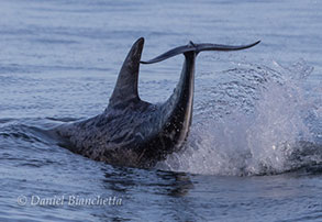 Kelping Gray Whale, photo by Daniel Bianchetta