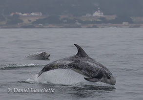 Risso's Dolphins by the Point Pinos Lighthouse, photo by Daniel Bianchetta