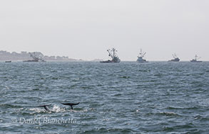 Risso's Dolphins with the Squid Fleet, photo by Daniel Bianchetta
