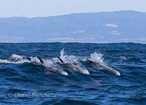 Risso's Dolphins surfing, photo by Daniel Bianchetta