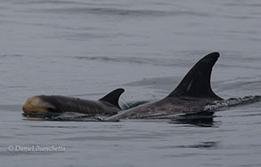 Risso's Dolphin mom and calf, photo by Daniel Bianchetta