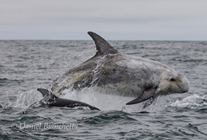 Risso's Dolphin porpoising and  Pacific White-sided Dolphin (below, in water), photo by Daniel Bianchetta