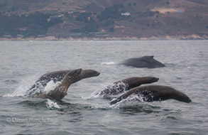 Sea Lions and Humpback Whale, photo by Daniel Bianchetta